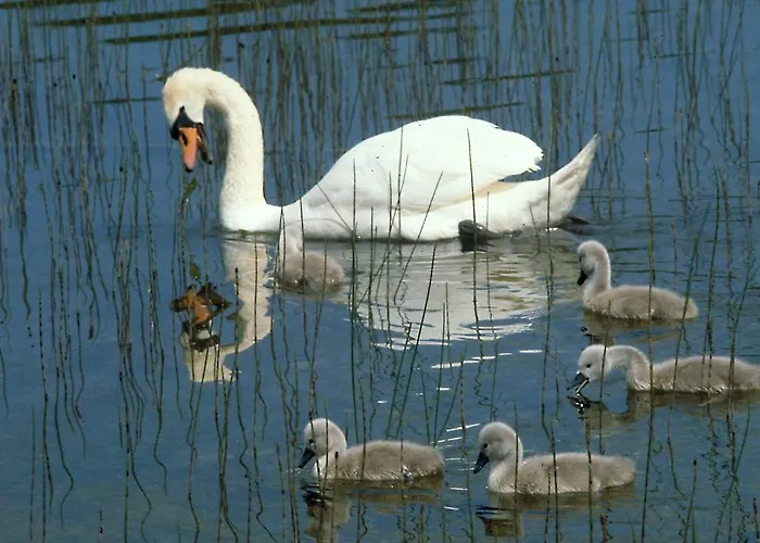 Lough Allen & Drumshanbo